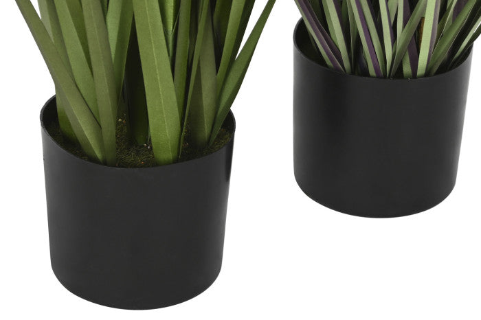 🌿 Pianta Decorativa Pampas